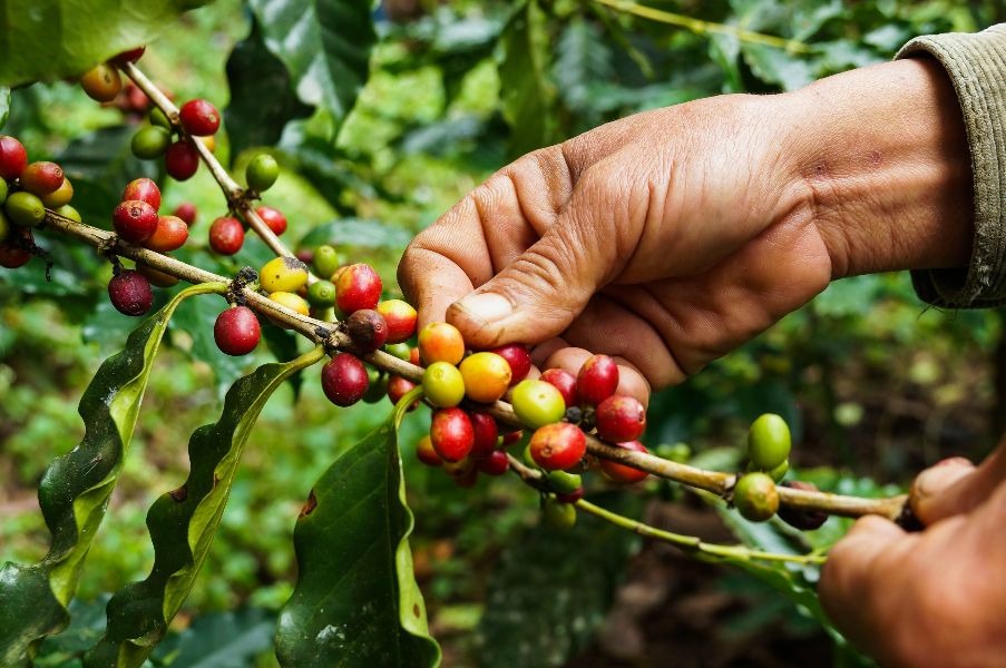 Por que certificar sua produção de café orgânico? - Ecocert Brasil